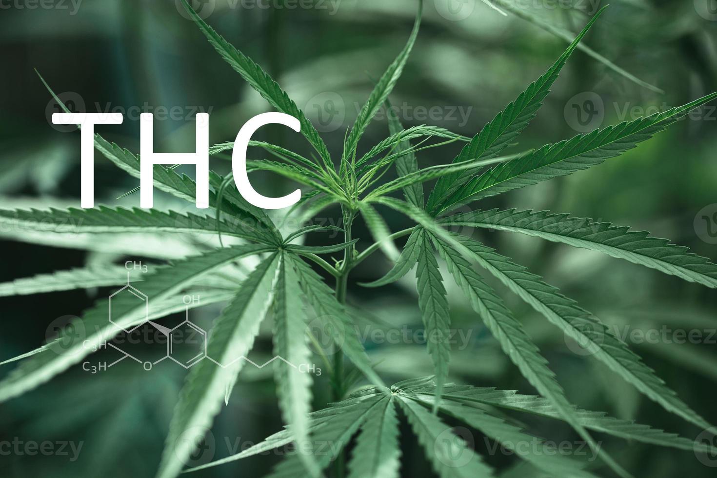 THC formula, Tetrahydrocannabinol. CBD and THC elements in Cannabis, Growing Marijuana, medical marijuana, dispensary business. cannabinoids and health, Hemp industry, green leaf pattern background. photo