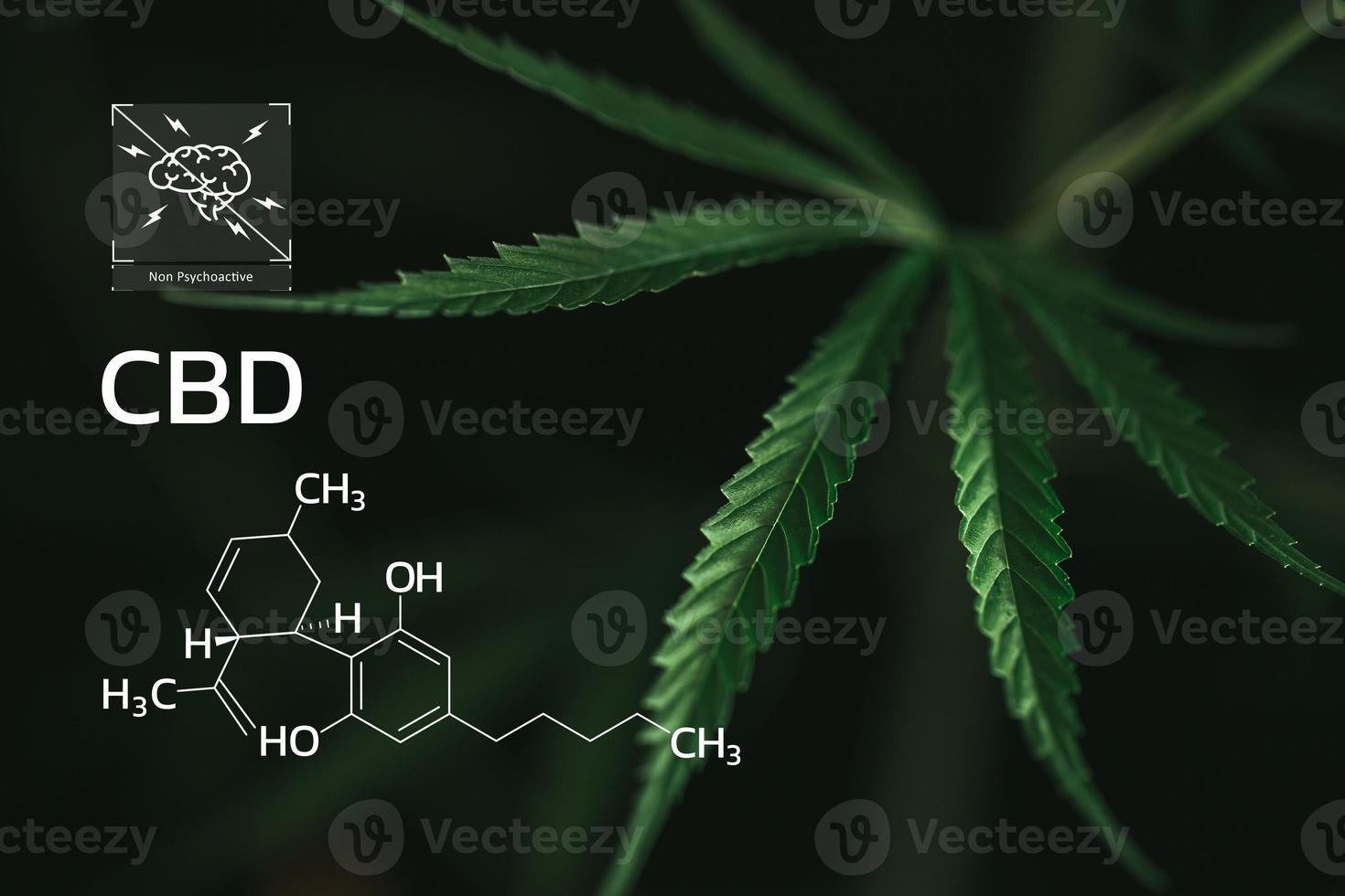 CBD Chemical Formula, Beautiful background of green cannabis flowers A place for copy space, dispensary business. cannabinoids and health, Hemp industry, green leaf pattern background. photo