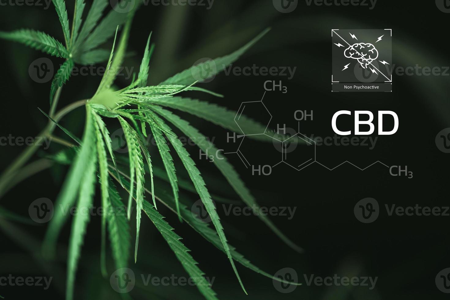CBD Chemical Formula, Beautiful background of green cannabis flowers A place for copy space, dispensary business. cannabinoids and health, Hemp industry, green leaf pattern background. photo