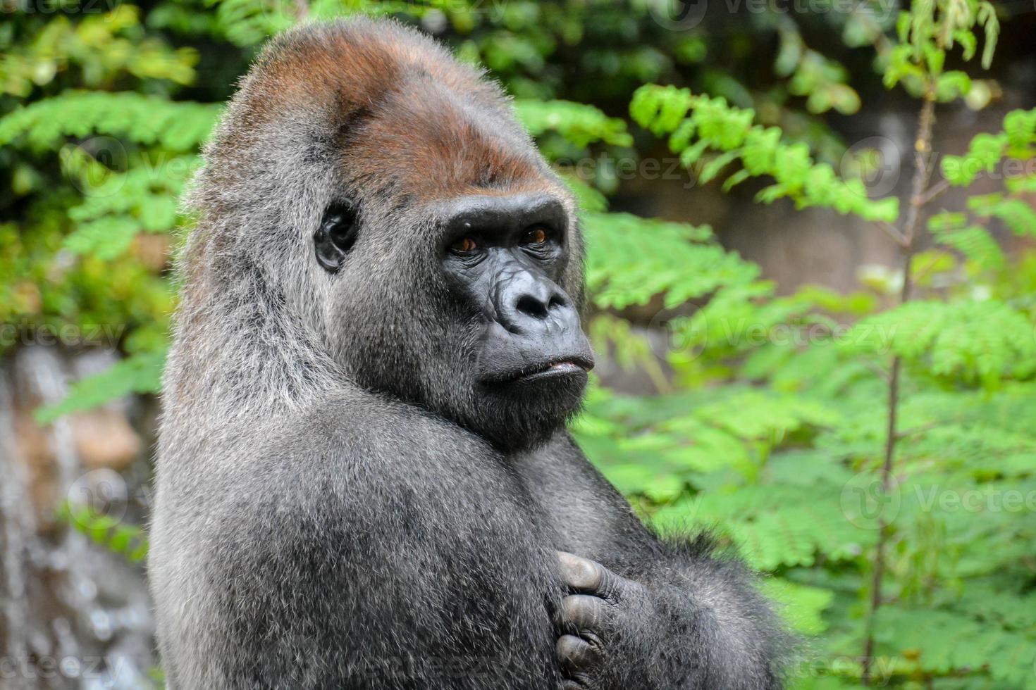 Gorilla in the zoo photo