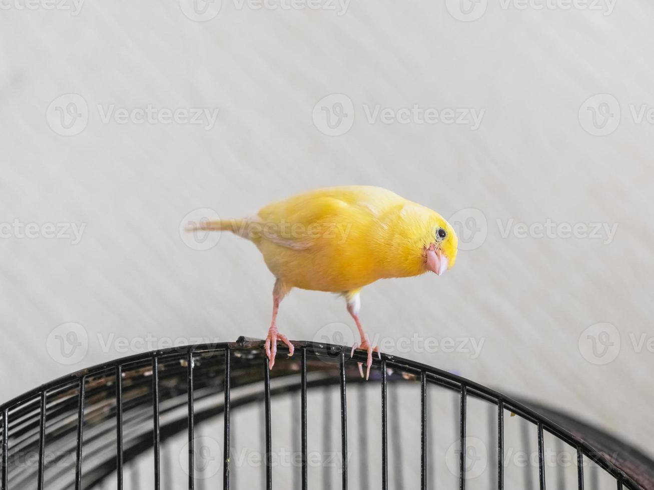Selective focus. Curious yellow canary looks straight sitting on a cage on a light background. Breeding of songbirds. photo