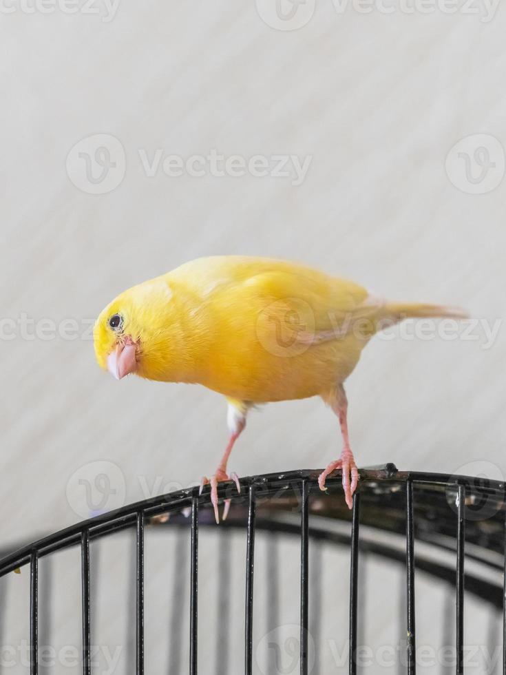 Selective focus. Curious yellow canary looks straight sitting on photo