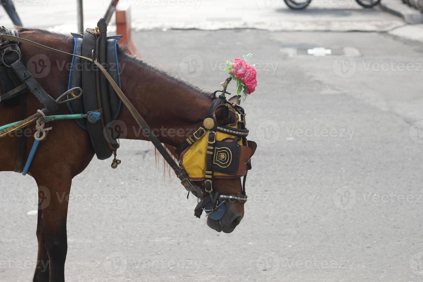 Delman's horse on the street photo