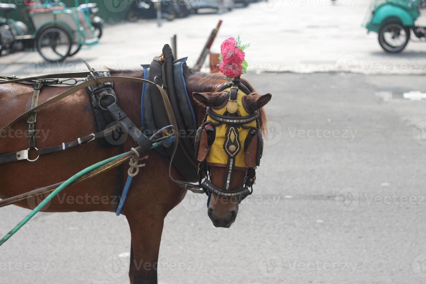 Delman's horse on the street photo