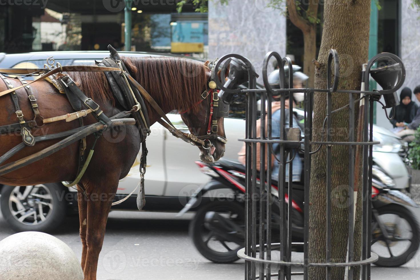 Delman's horse on the street photo