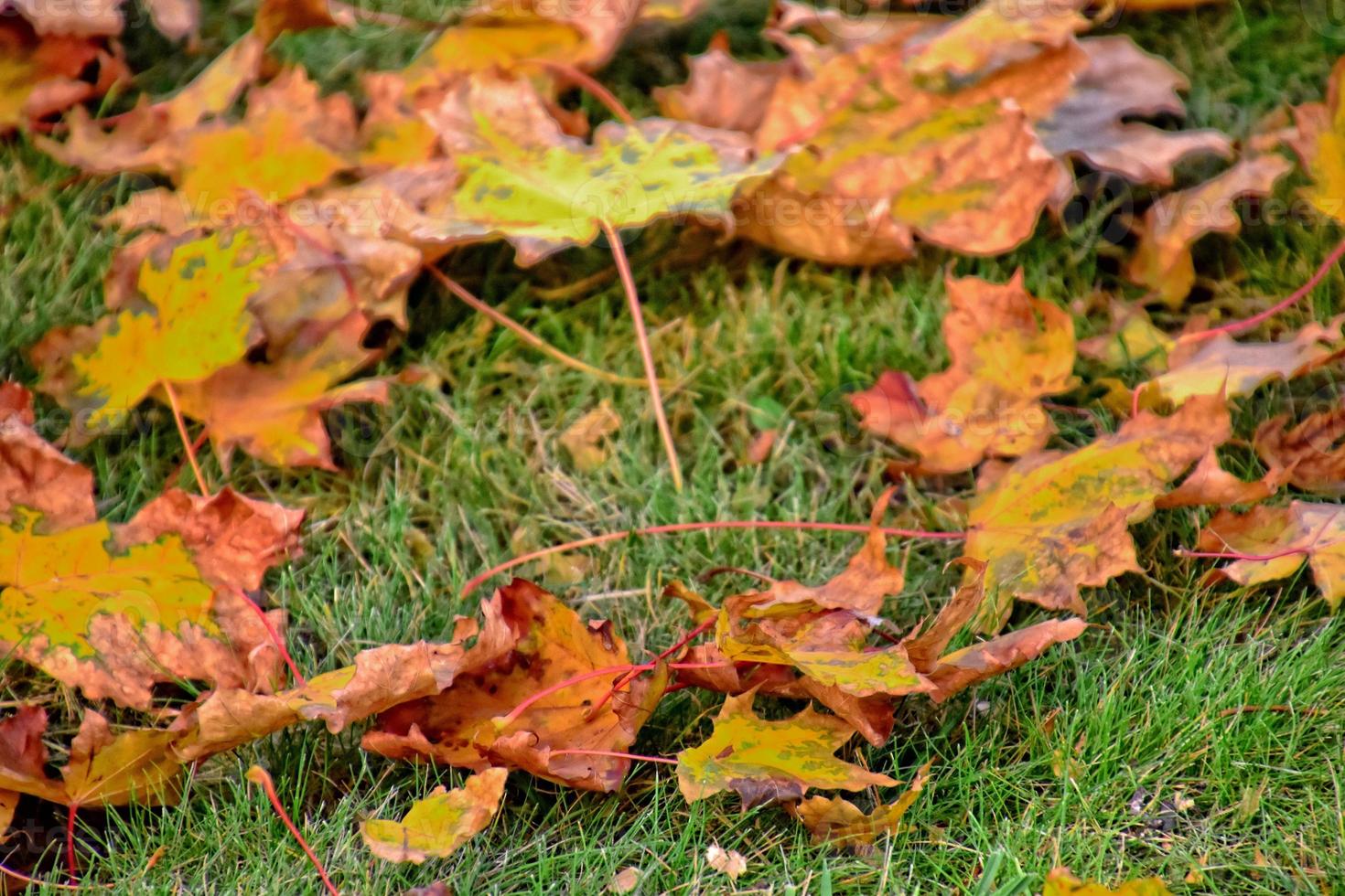 yellow, golden, brown autumn leaves lying on green grass on a warm sunny day photo