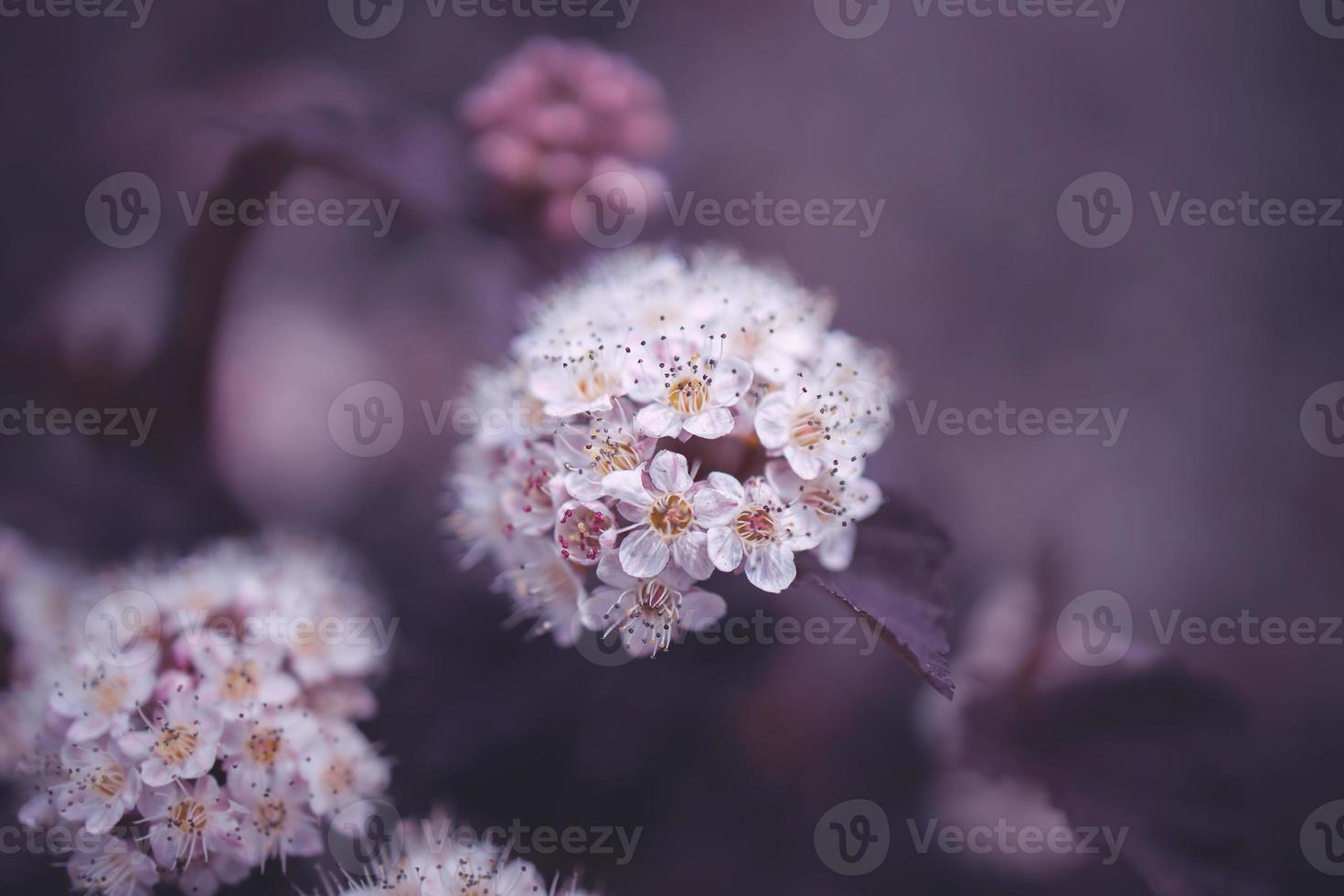 bright creamy flower on a background of purple leaves of a bush in close-up photo