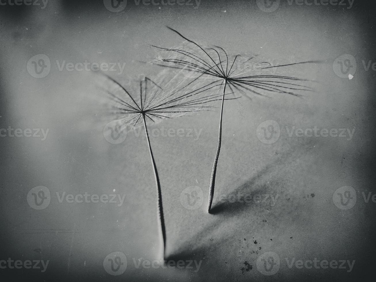 beautiful summer natural flower dandelion in close-up photo