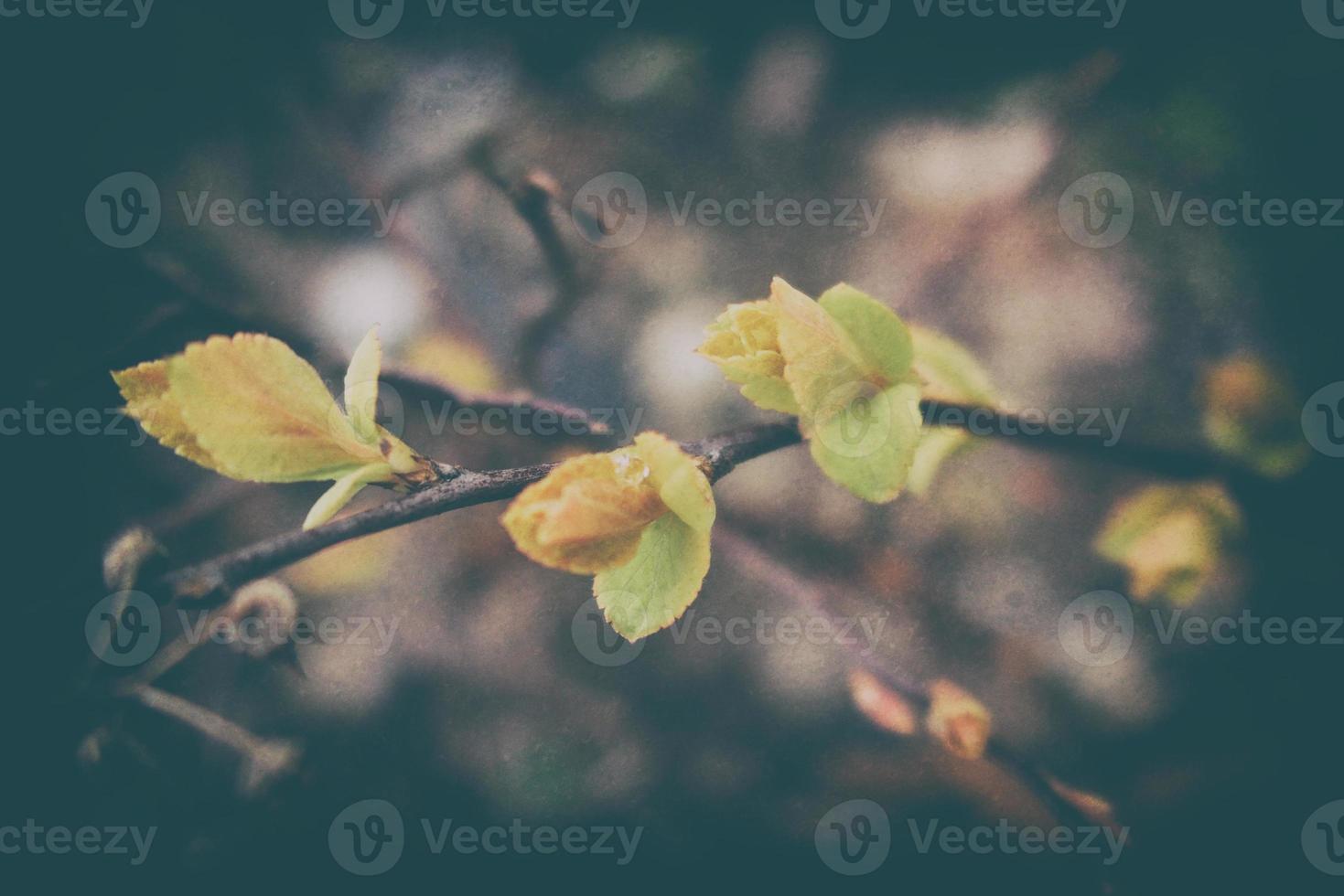 delicate leaves on branches in the warm spring sunshine in March photo