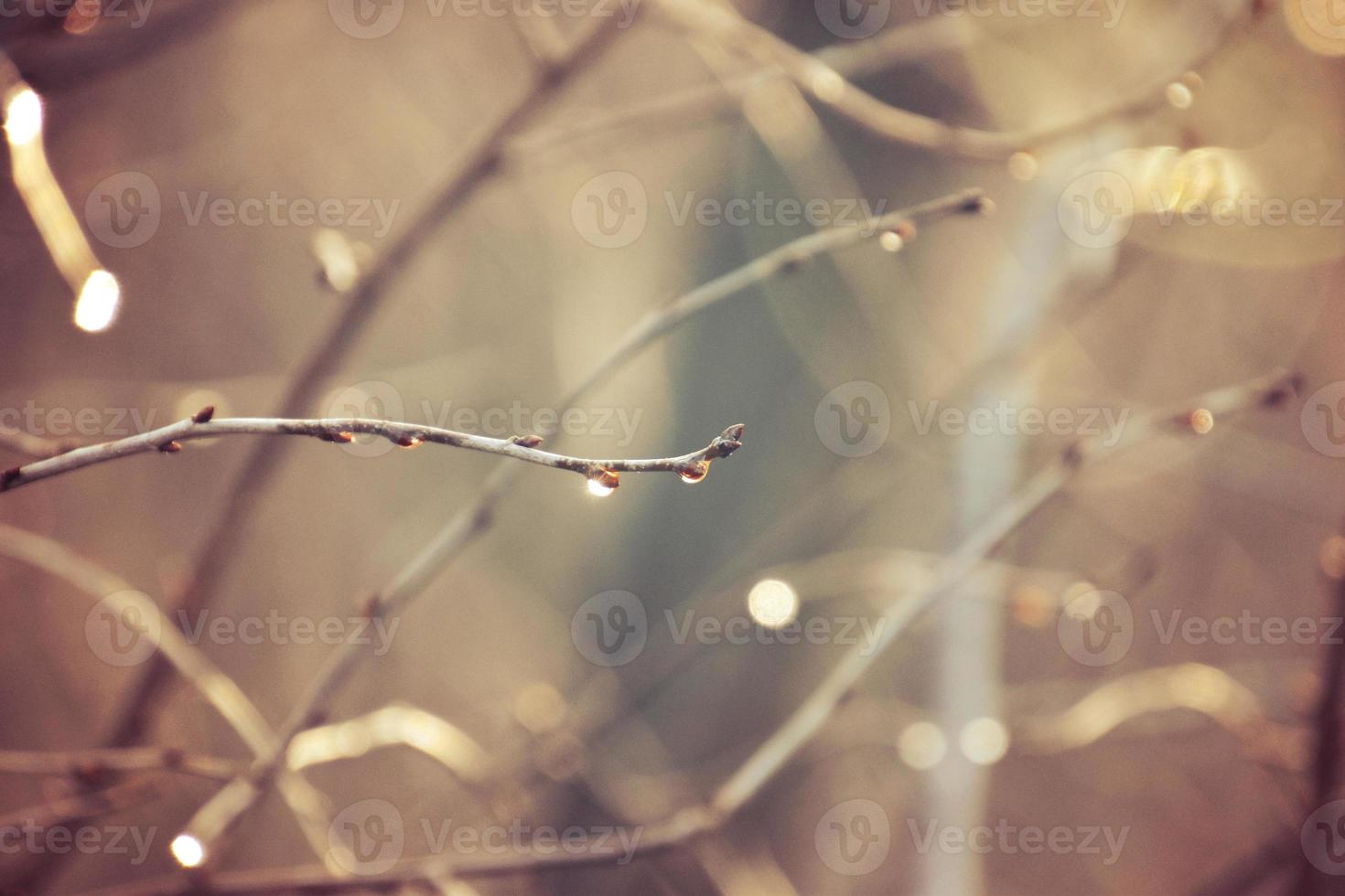 otoño ramas de un árbol vestido en hojas y gotas de lluvia brillante en el Dom foto