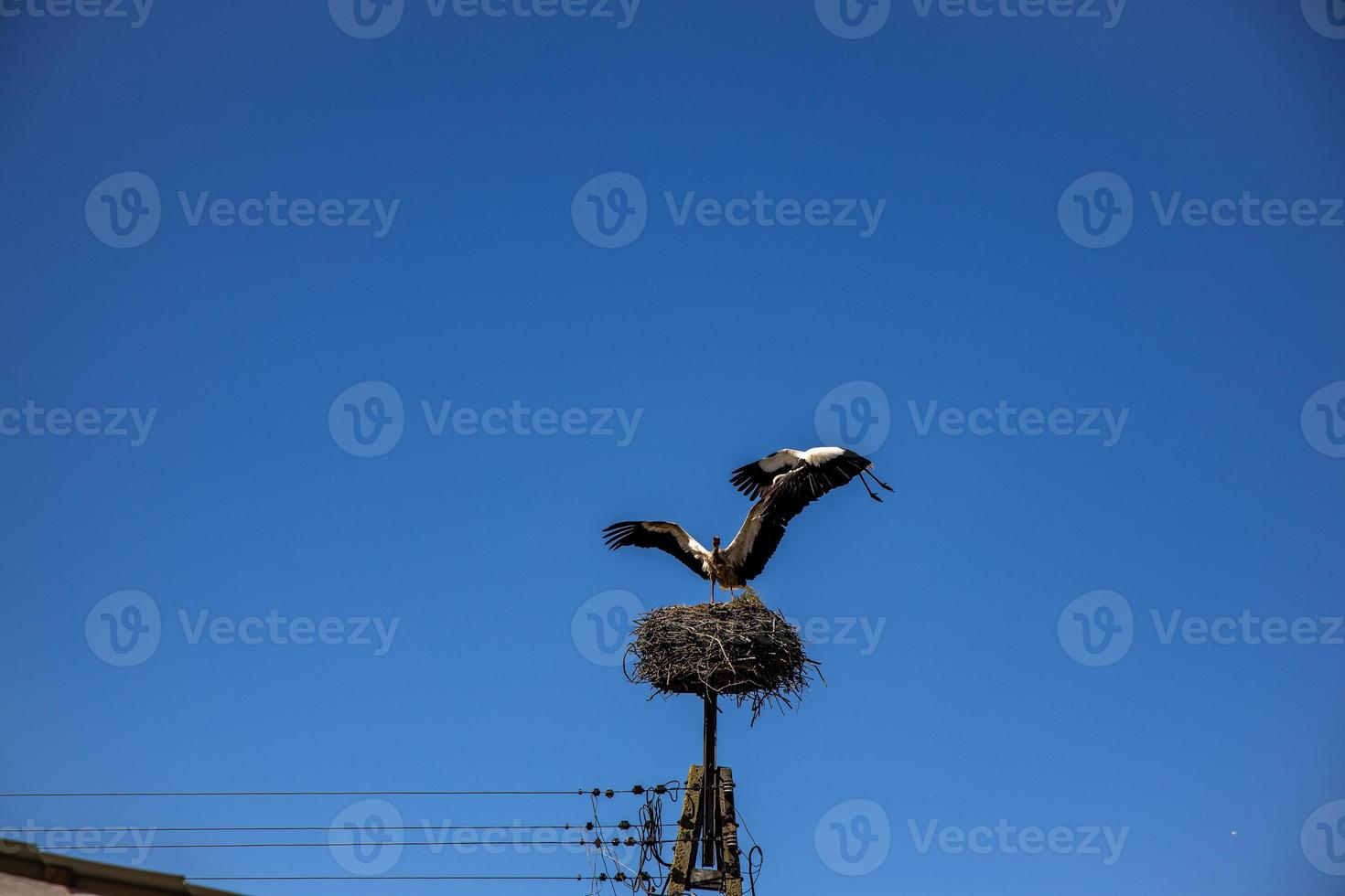 free birds storks on a background of the blue sky in flight fighting for gniazo in the spring photo