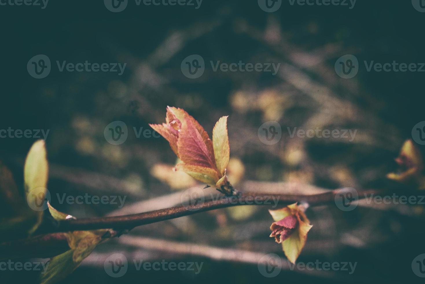 delicate leaves on branches in the warm spring sunshine in March photo