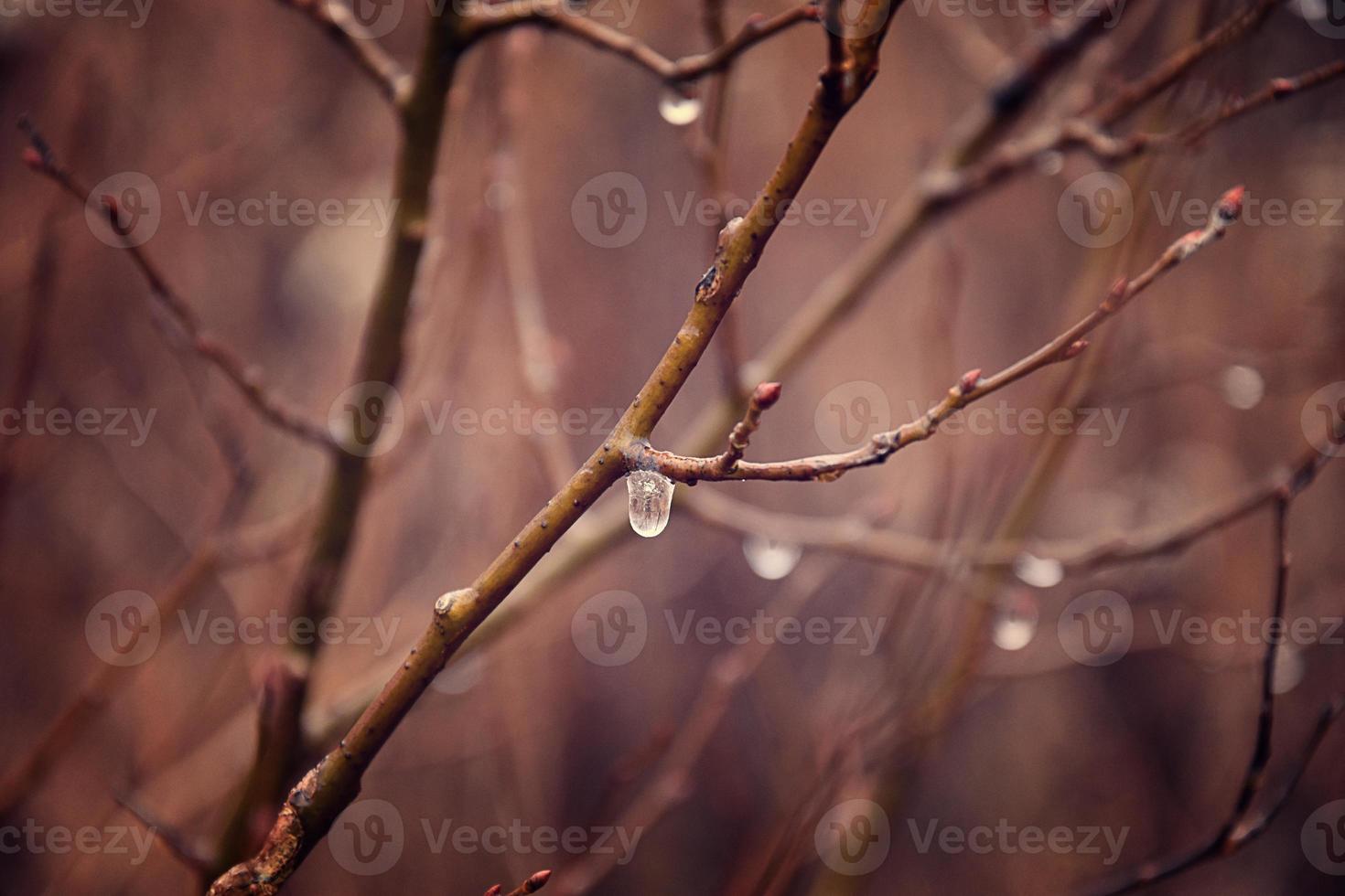 lonely leafless tree branches with drops of water after a November cold rain photo