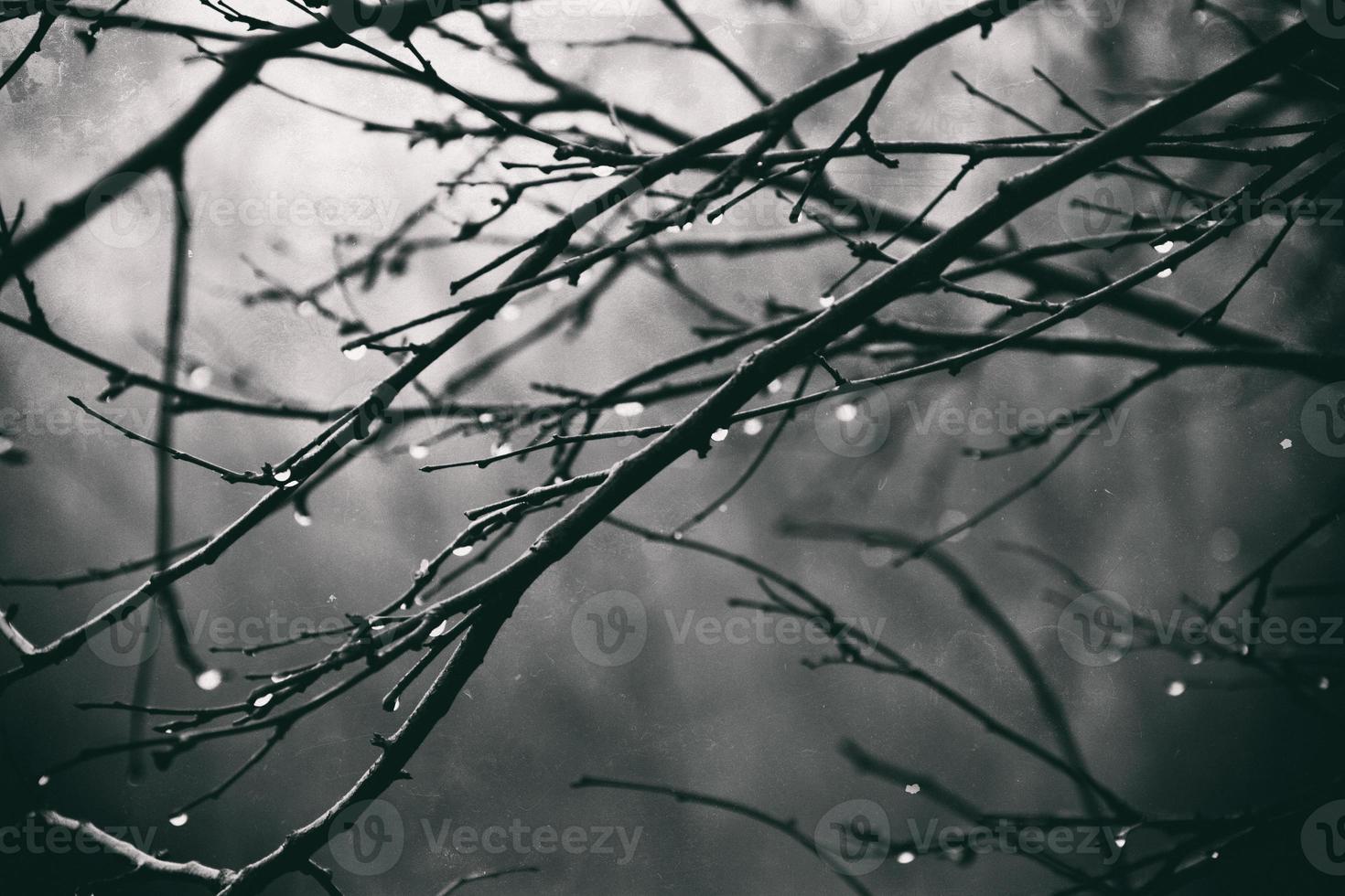 autumn plants with drops of water after the November freezing rain photo