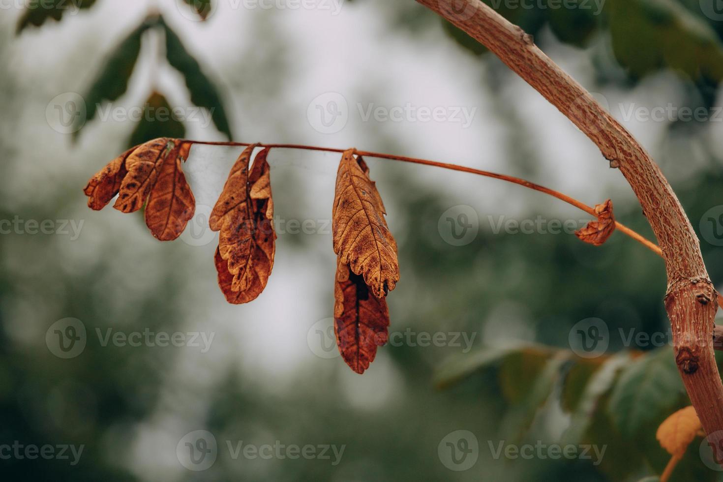 autumn gold brown leaves on a tree on a sunny day with bokeh photo