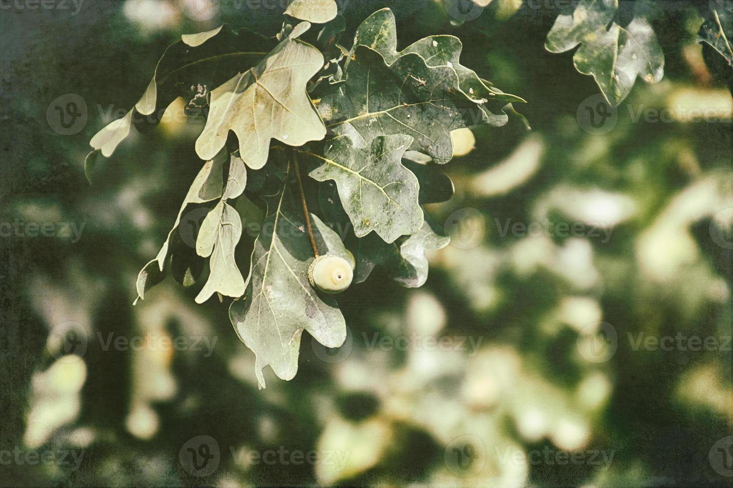 verde otoño bellotas en el rama de un roble entre el hojas foto