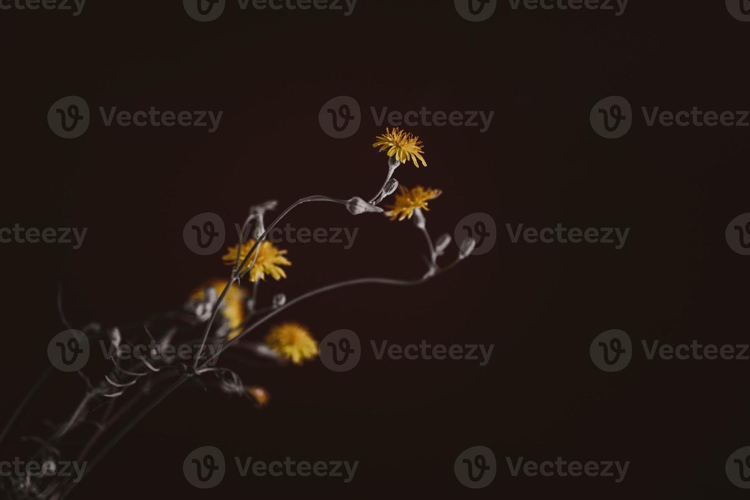 salvaje amarillo flor de un diente de león en un interesante antecedentes foto