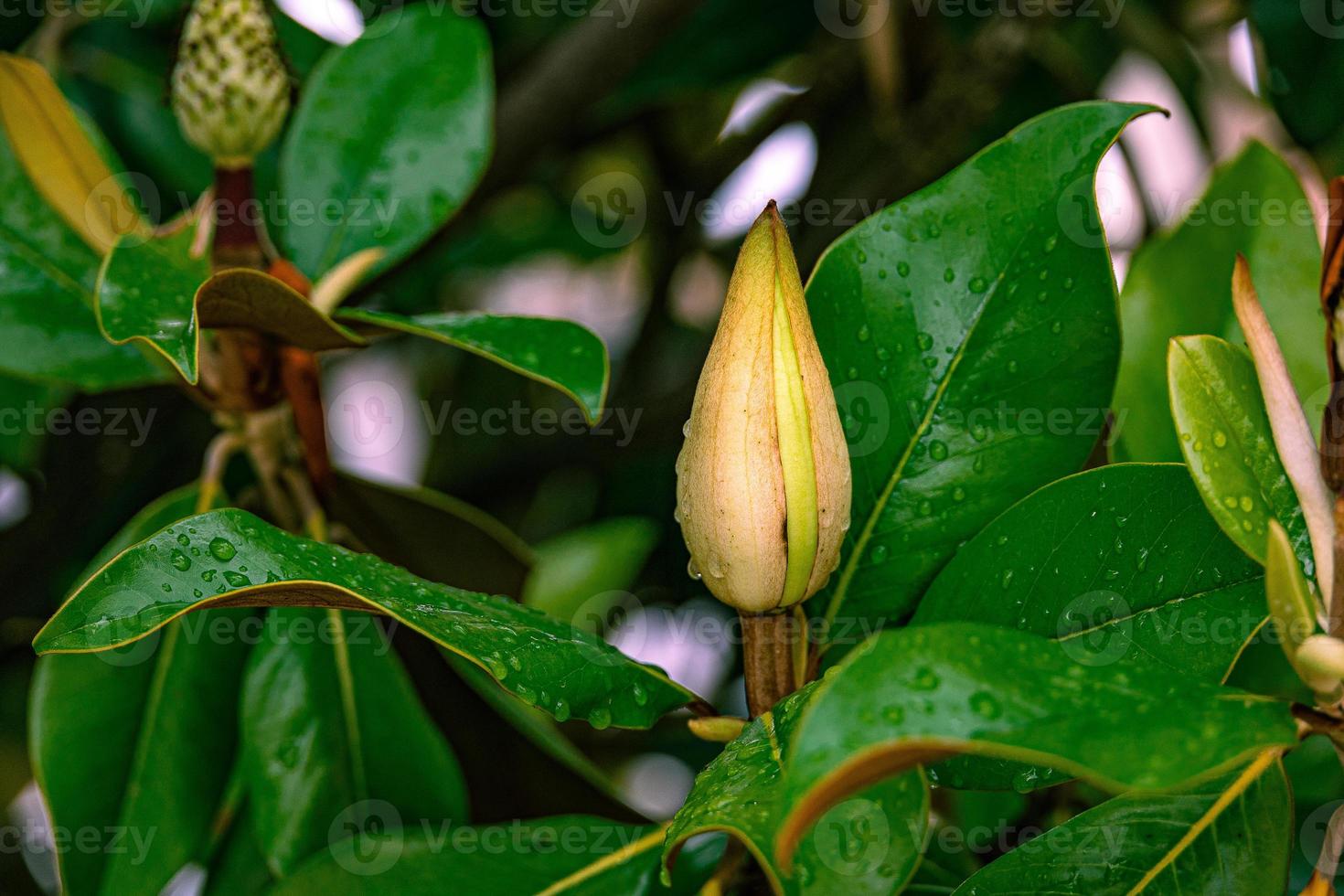 white magnolia against the backdrop of green leaves on a tree on a warm rainy day photo