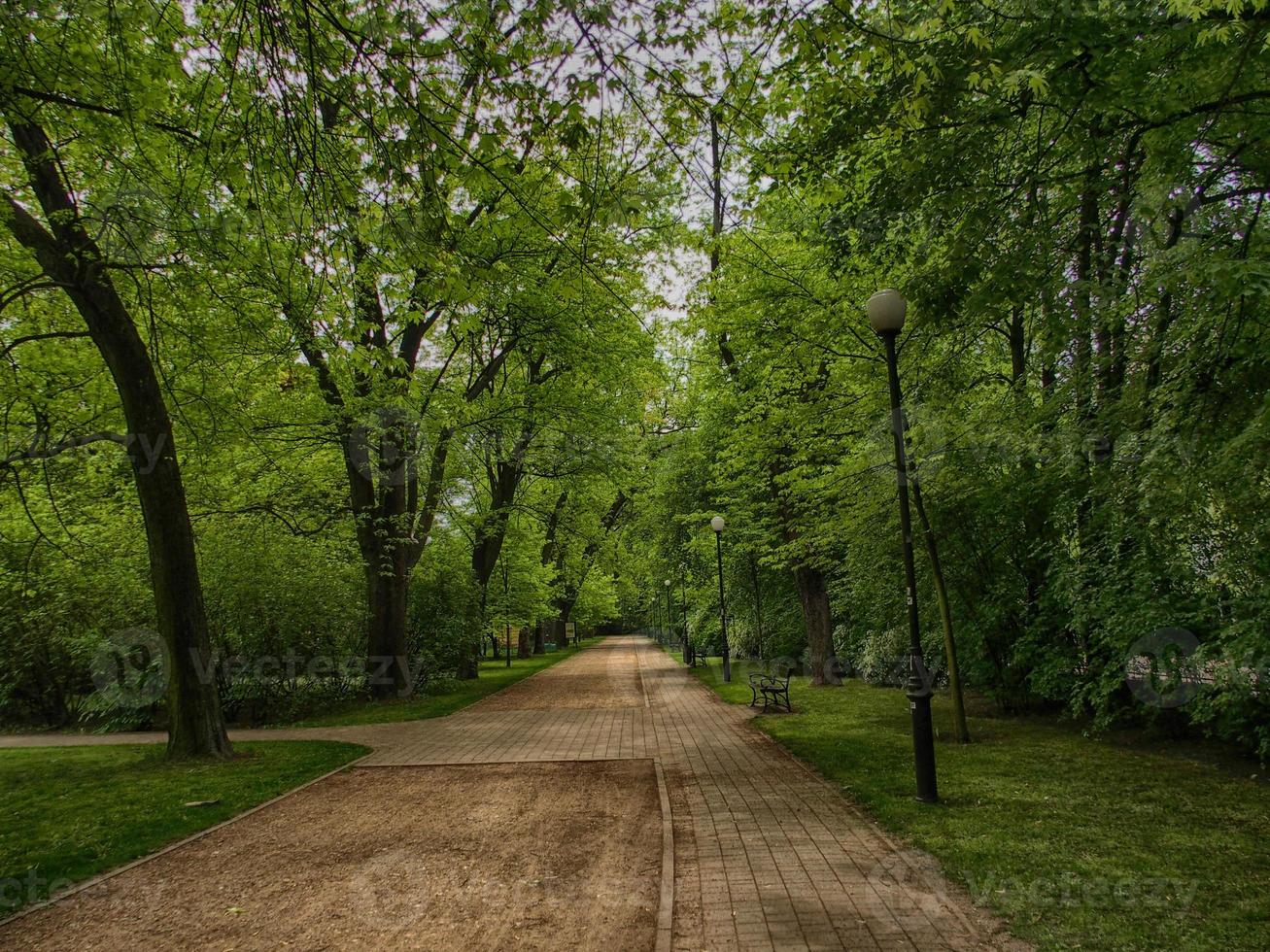 vacío parque callejón en el alto verde arboles primavera foto