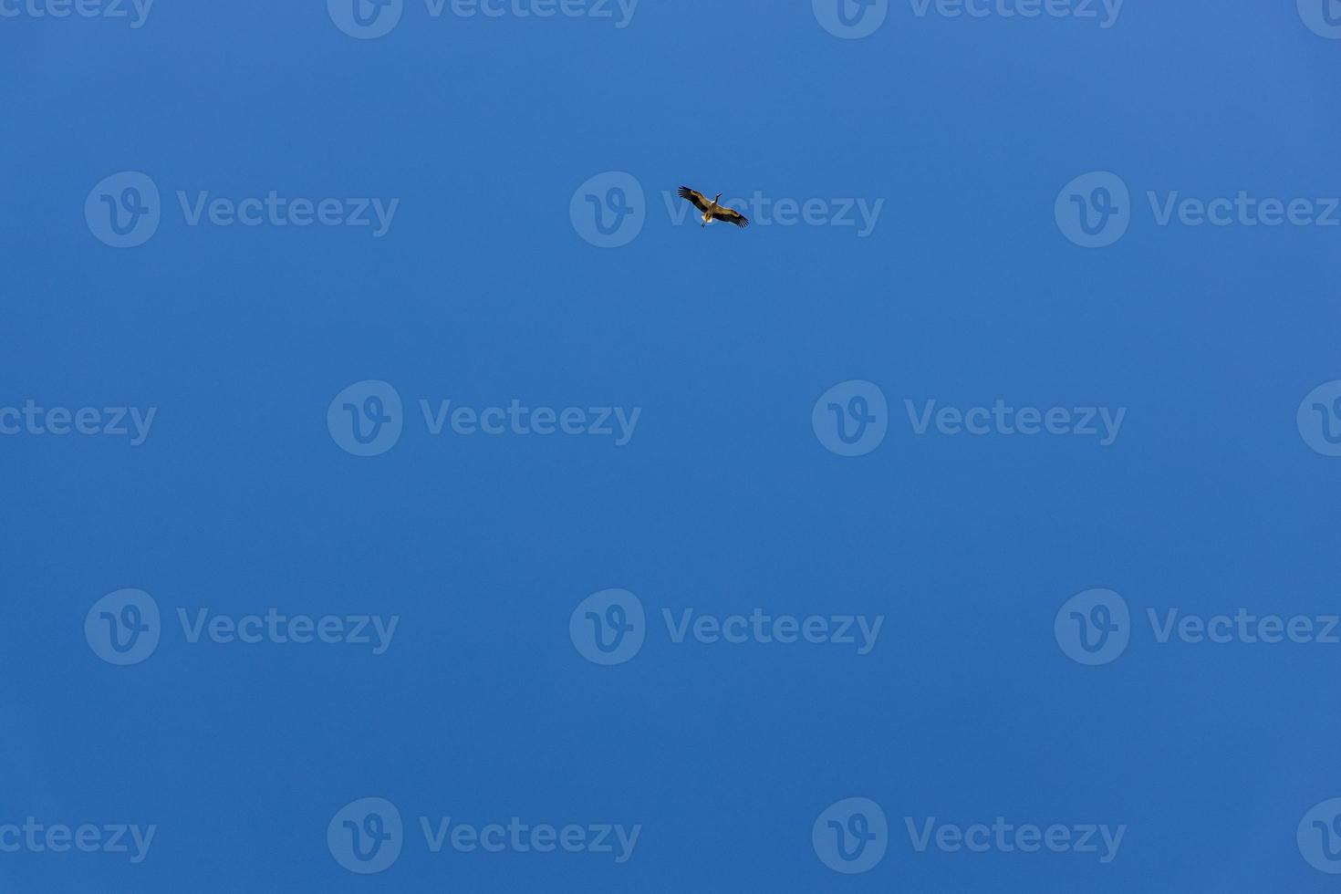 free wild black and white stork in flight against the background of the springtime cloudless blue sky photo