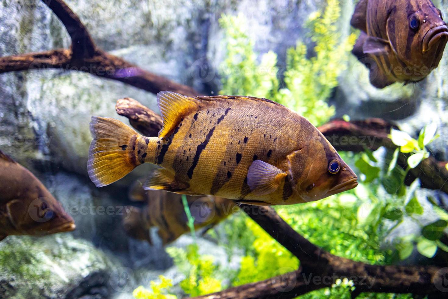 little fish animal swimming in the aquarium of the zoo of Zaragoza in Spain on a dark background photo