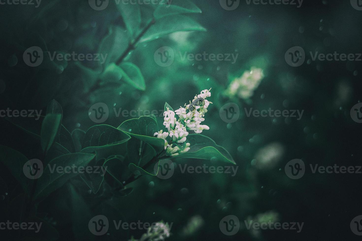 l white flower of a bush close-up against a background of green leaves in sunshine spring day in the park photo