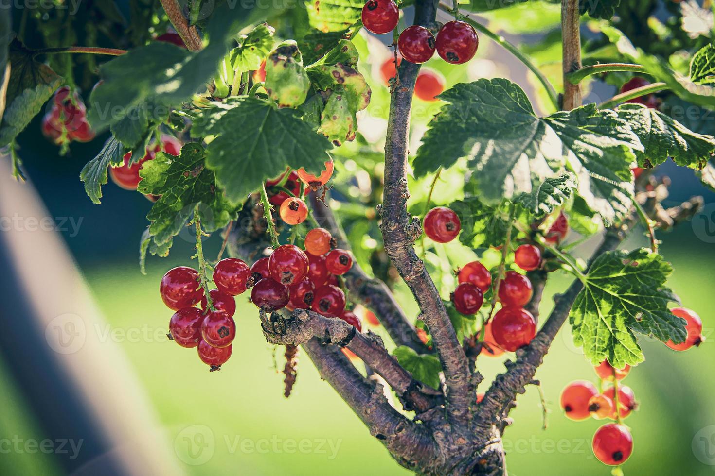ripe red currant in a summer garden on a bush on a summer day photo