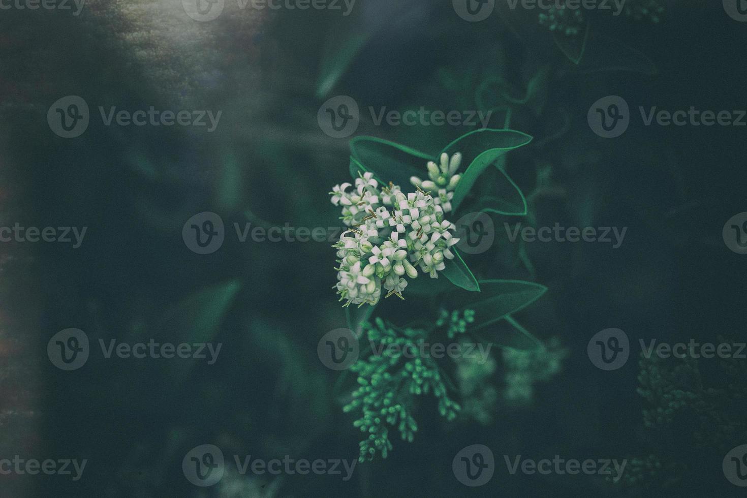 l white flower of a bush close-up against a background of green leaves in sunshine spring day in the park photo