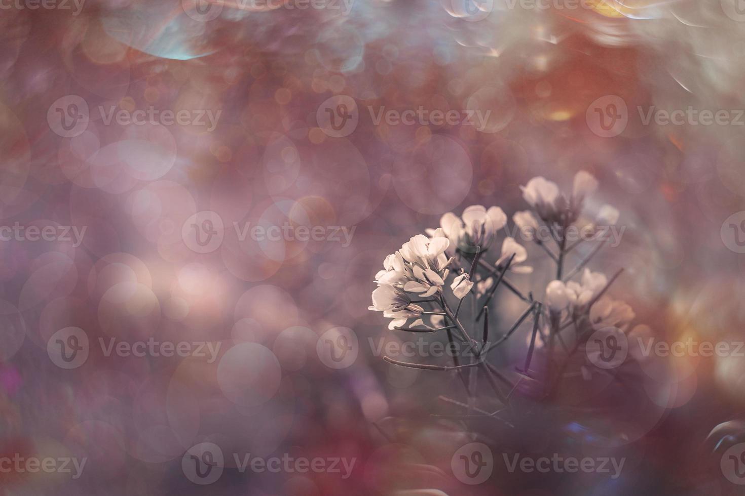 little delicate autumn flowers in the garden on a background with bokeh photo