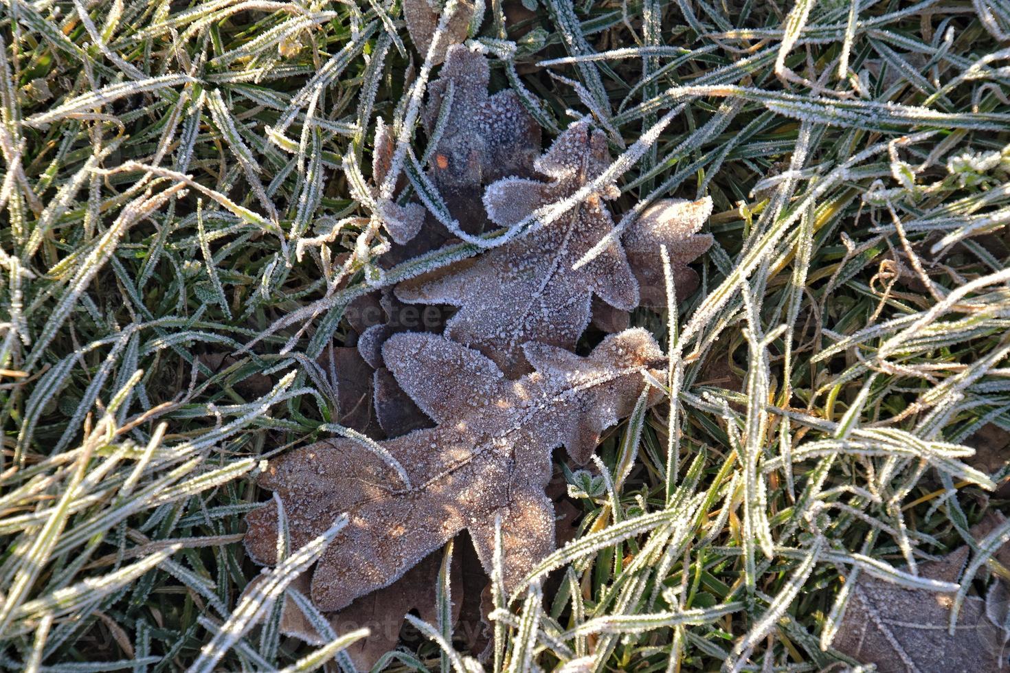 green grass covered with frost in the morning light photo