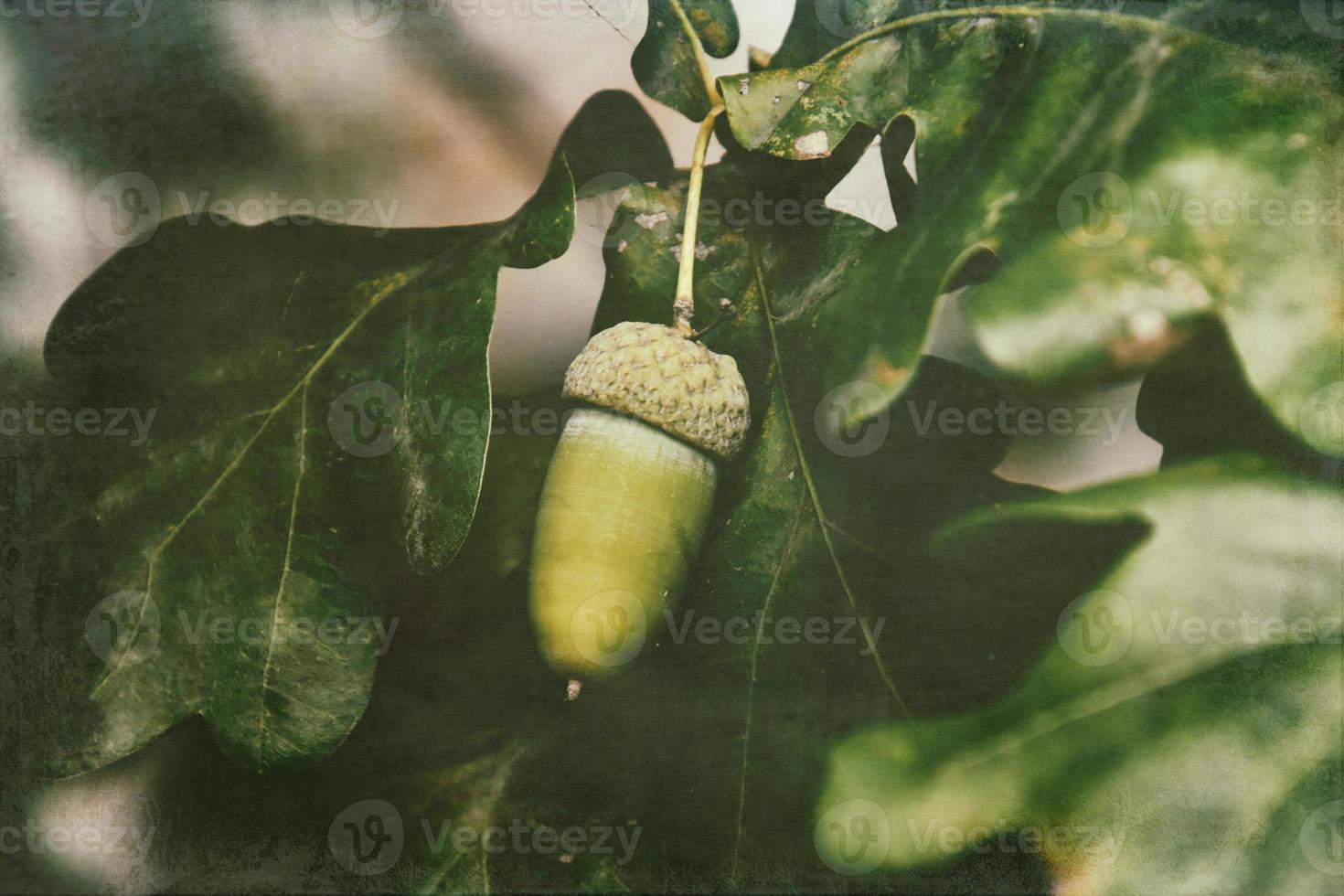 green autumn acorns on the branch of an oak among the leaves photo