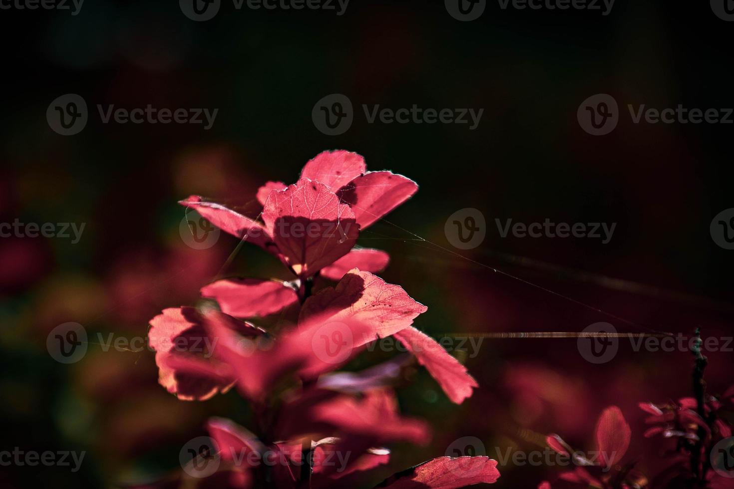 rojo hojas de un arbusto en el calentar otoño Dom foto