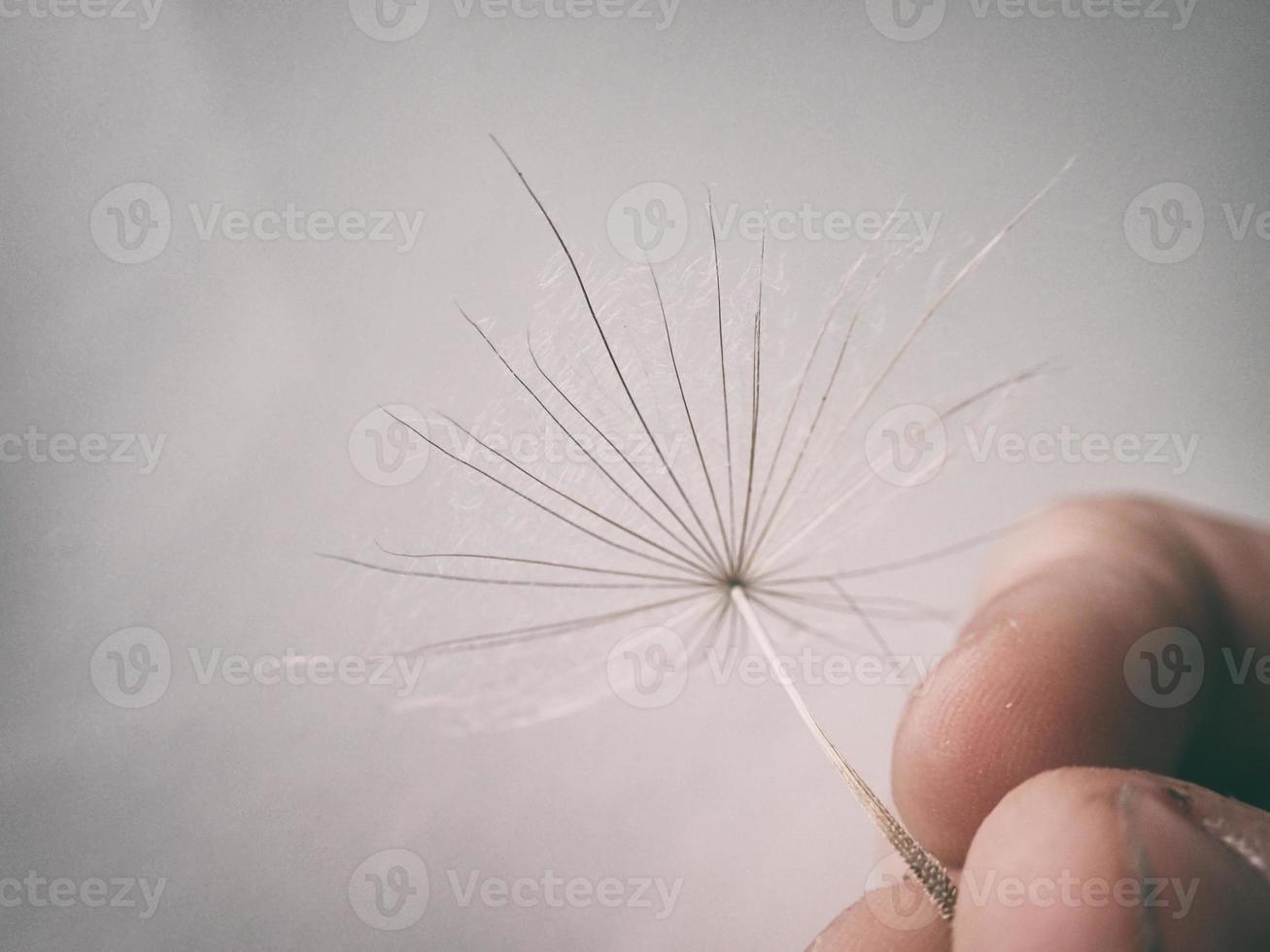 beautiful summer natural flower dandelion in close-up photo