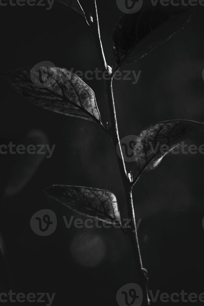 autumn red leaves on the bush illuminated by the warm afternoon sun photo