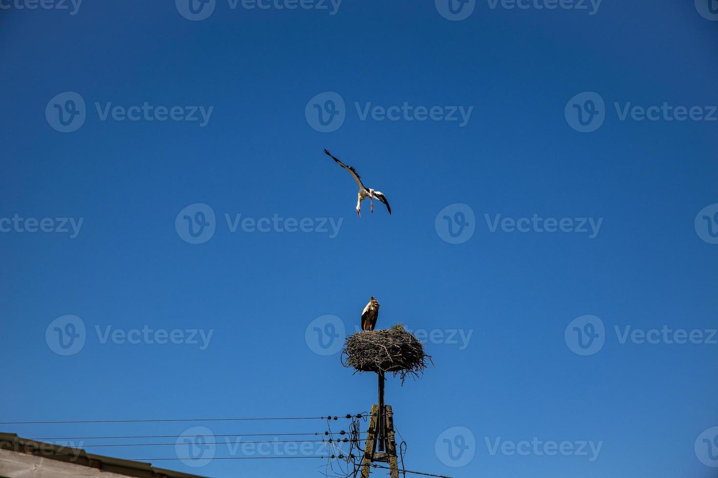 free birds storks on a background of the blue sky in flight fighting for gniazo in the spring photo