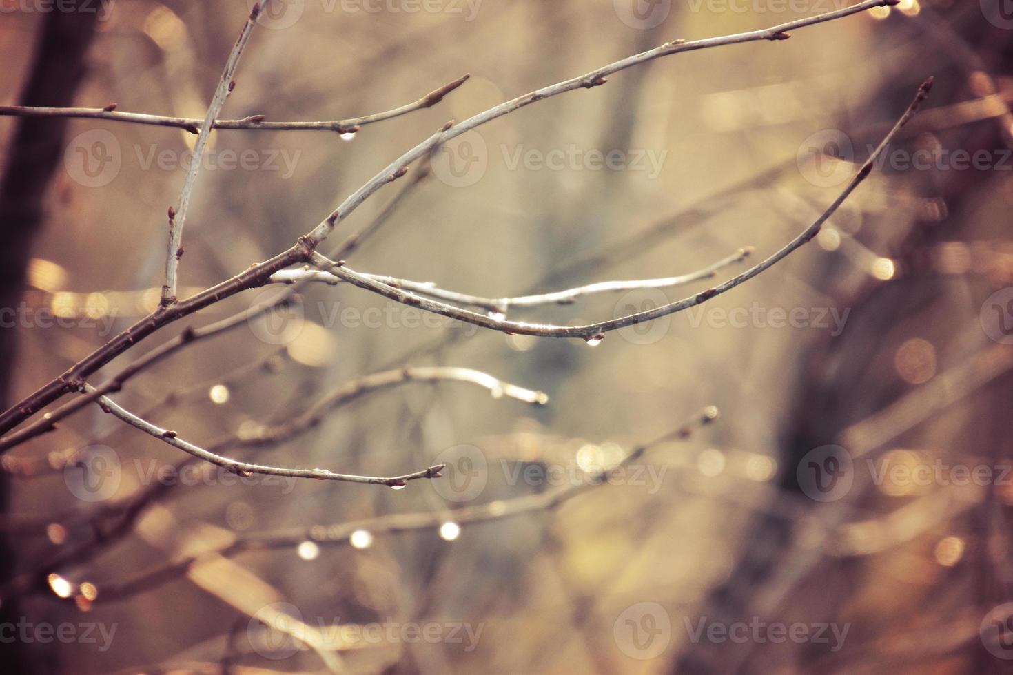 autumn branches of a tree dressed in leaves and raindrops shining in the sun photo