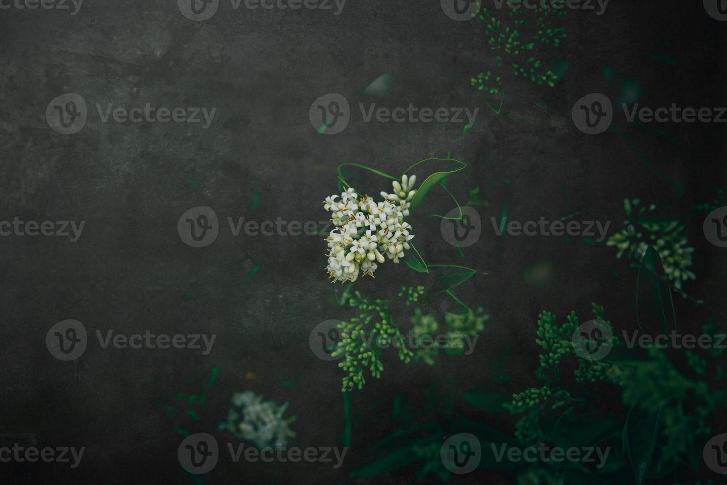 l white flower of a bush close-up against a background of green leaves in sunshine spring day in the park photo