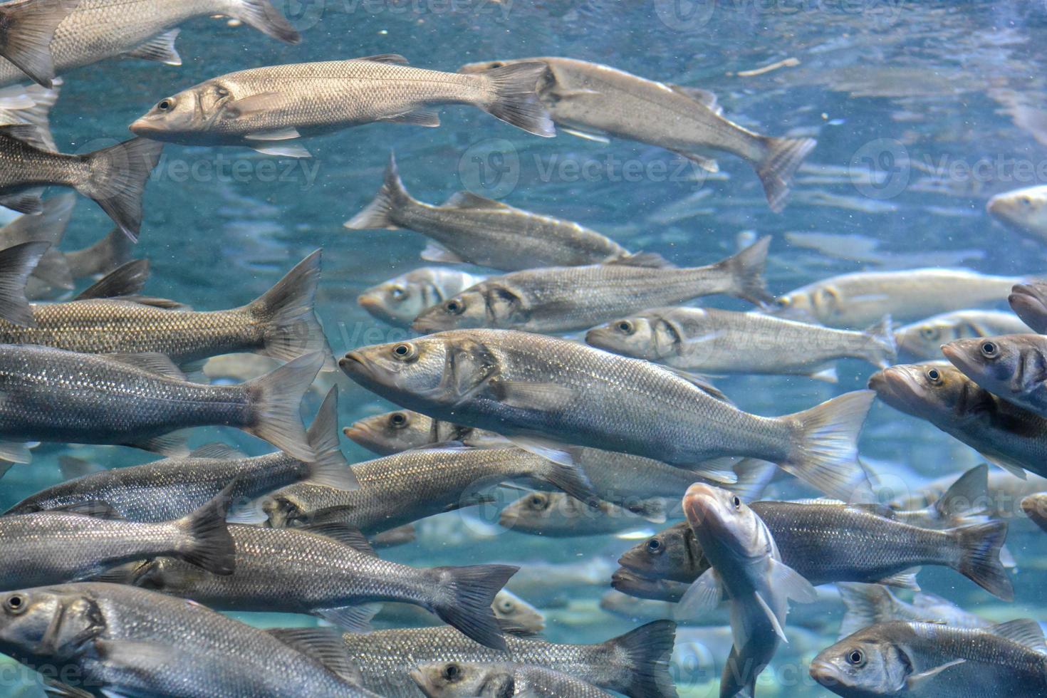 Fishes in the aquarium photo