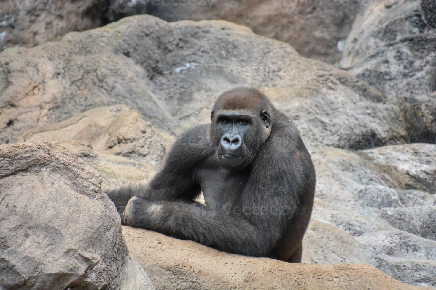 Gorilla in the zoo photo