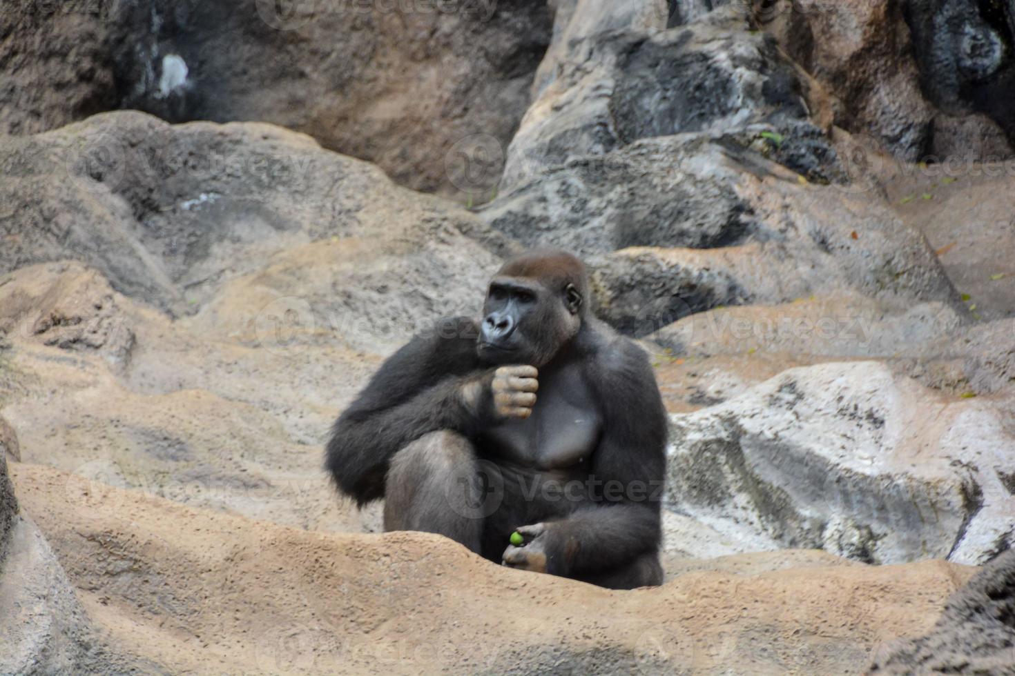 Gorilla in the zoo photo