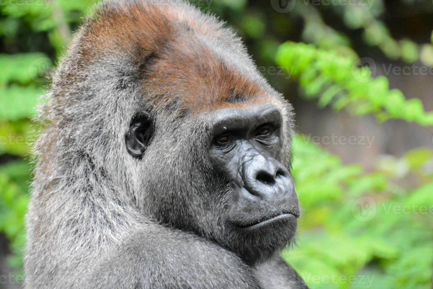 Gorilla in the zoo photo