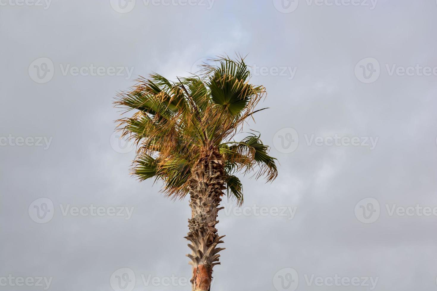 Tropical palm tree photo