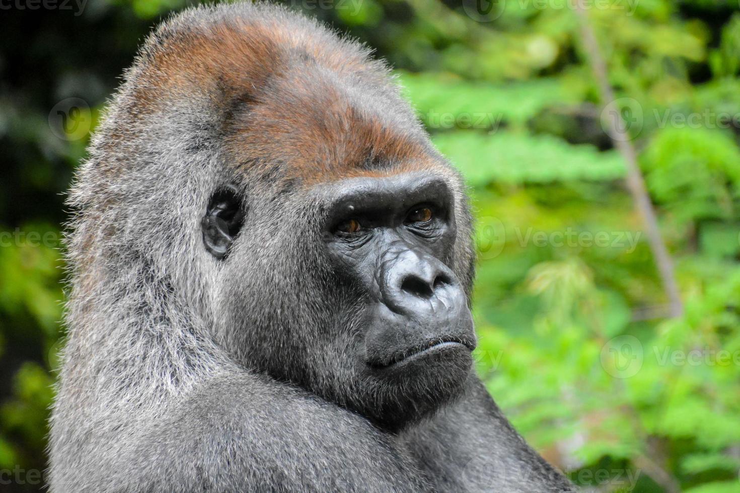 Gorilla in the zoo photo