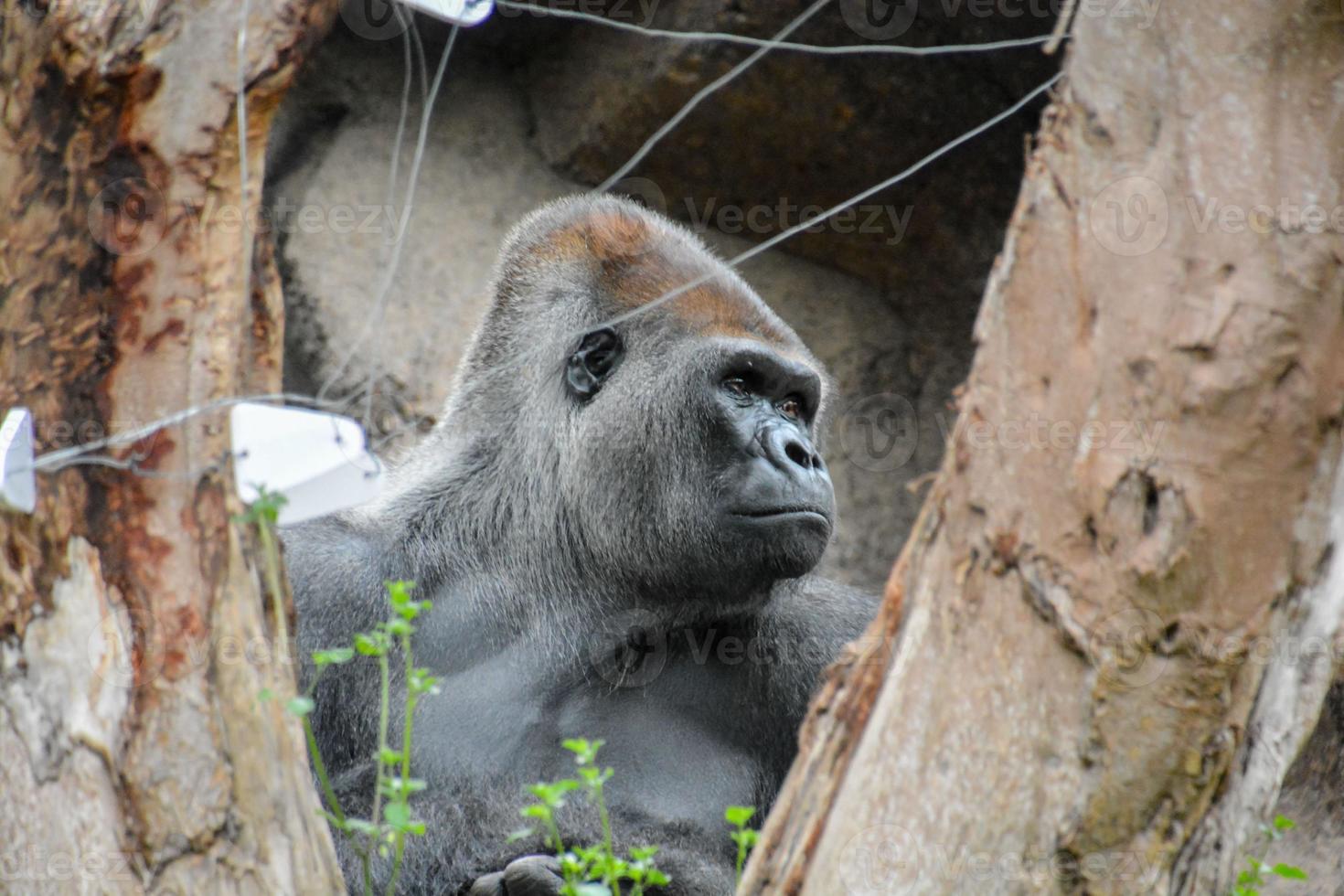 Gorilla in the zoo photo
