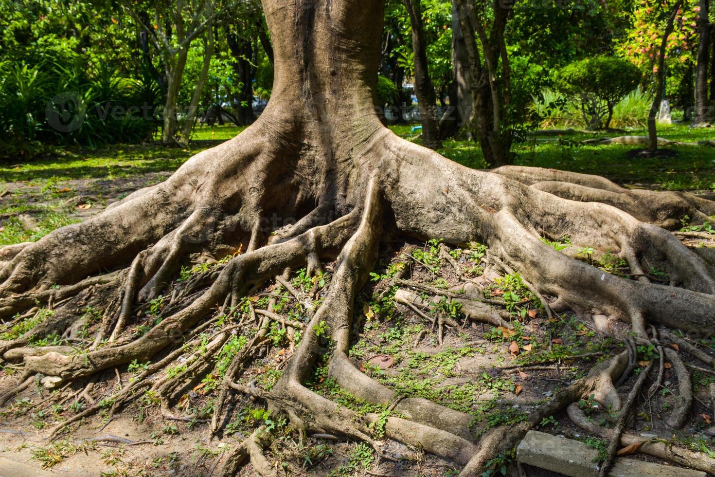 arboles y raíces, hermosa paisaje en reina sirikit parque en bangkok, Tailandia foto