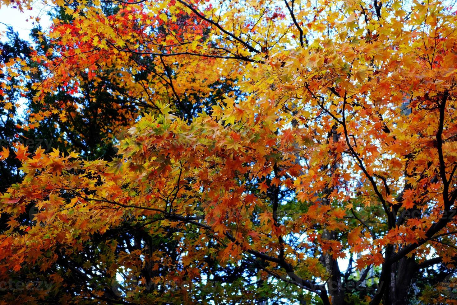 rojo arce hojas en otoño. foto