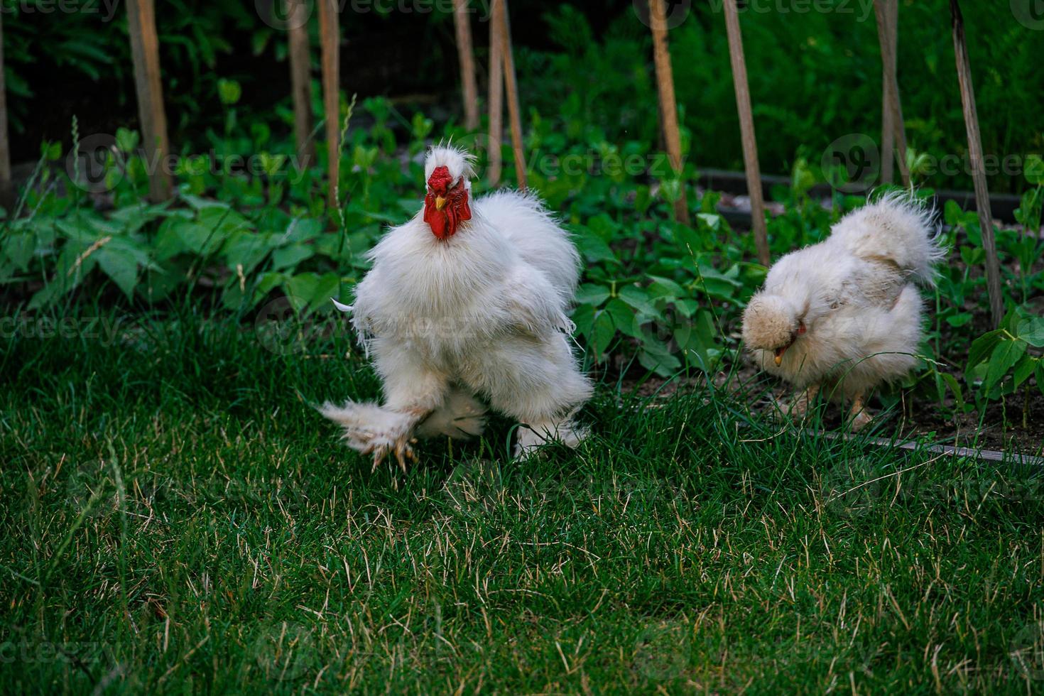 purebred hens on the green grass in the garden on a summer day organic farming photo