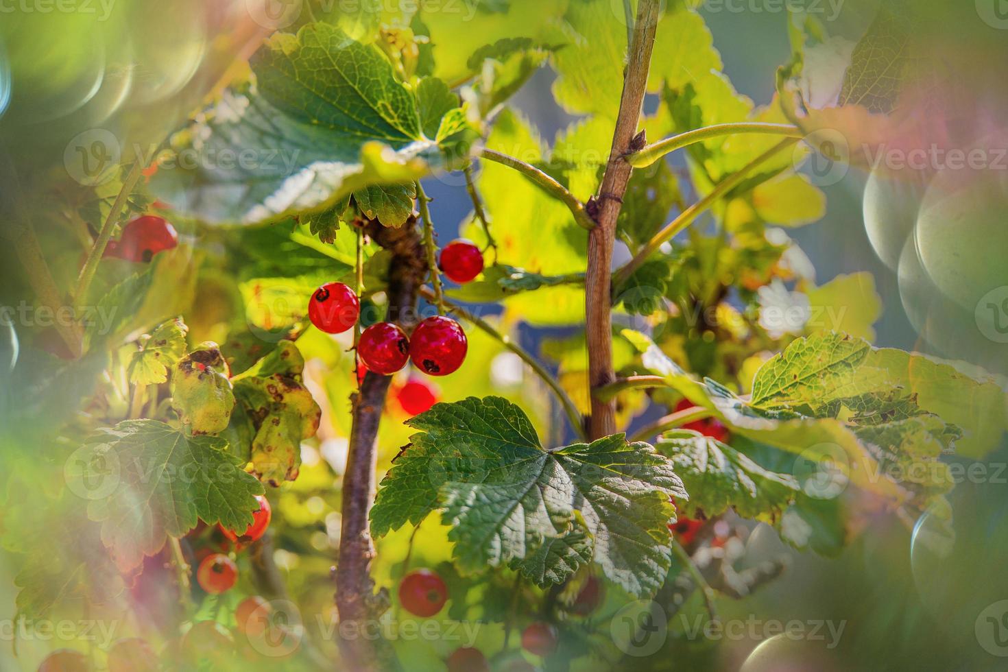 ripe red currant in a summer garden on a bush on a summer day photo
