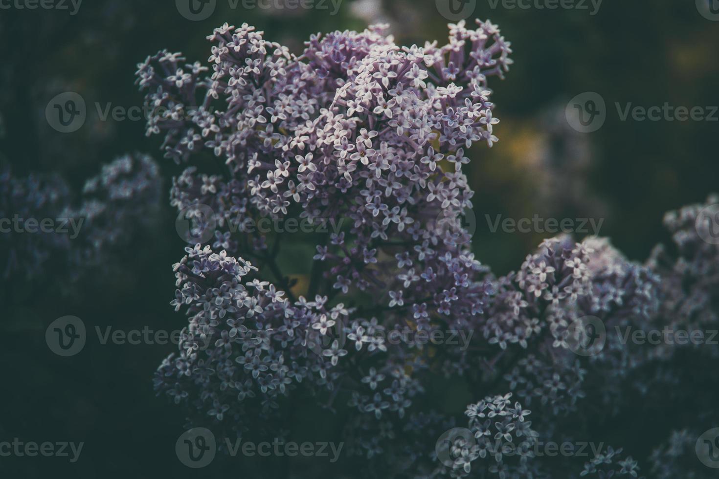 purple lilac among the green leaves on the bush in the spring garden photo