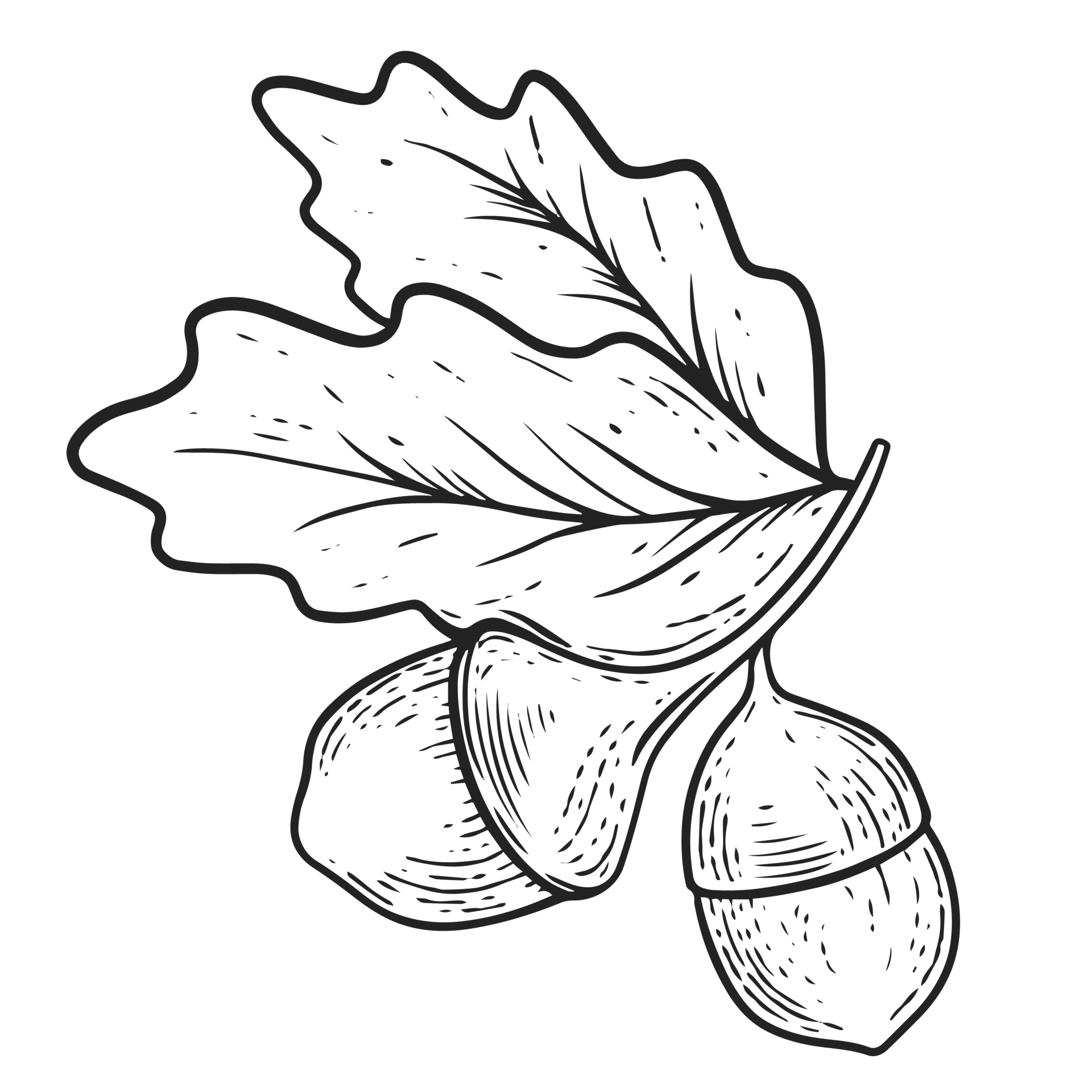 Acorn nut sign black color illustration 22218834 PNG